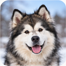 Icon Alaskan Malamute