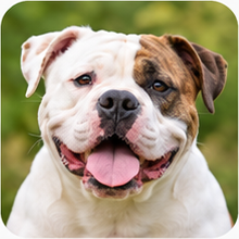 Icon American Bulldog