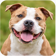 Icon American Pit Bull Terrier