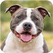Icon American Staffordshire Terrier