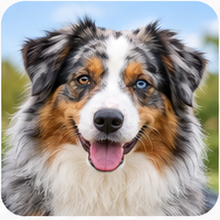 Icon Australian Shepherd