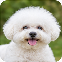 Icon Bichon Frise