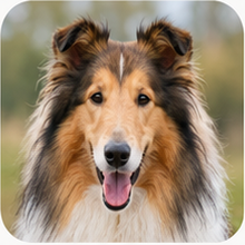 Collie