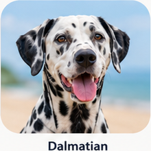 Icon Dalmatian