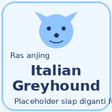 Italian Greyhound