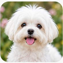 Maltese