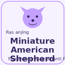 Icon Miniature American Shepherd