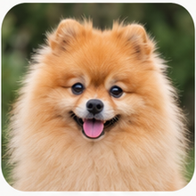 Icon Pembroke Welsh Corgi