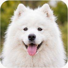 Icon Samoyed