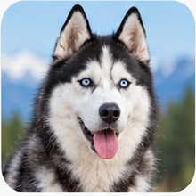 Siberian Husky