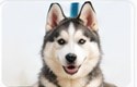 Husky