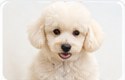 Poodle