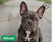 French Bulldog