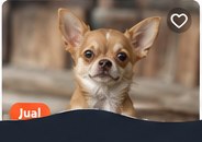 Chihuahua Mini