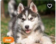Siberian Husky Puppy