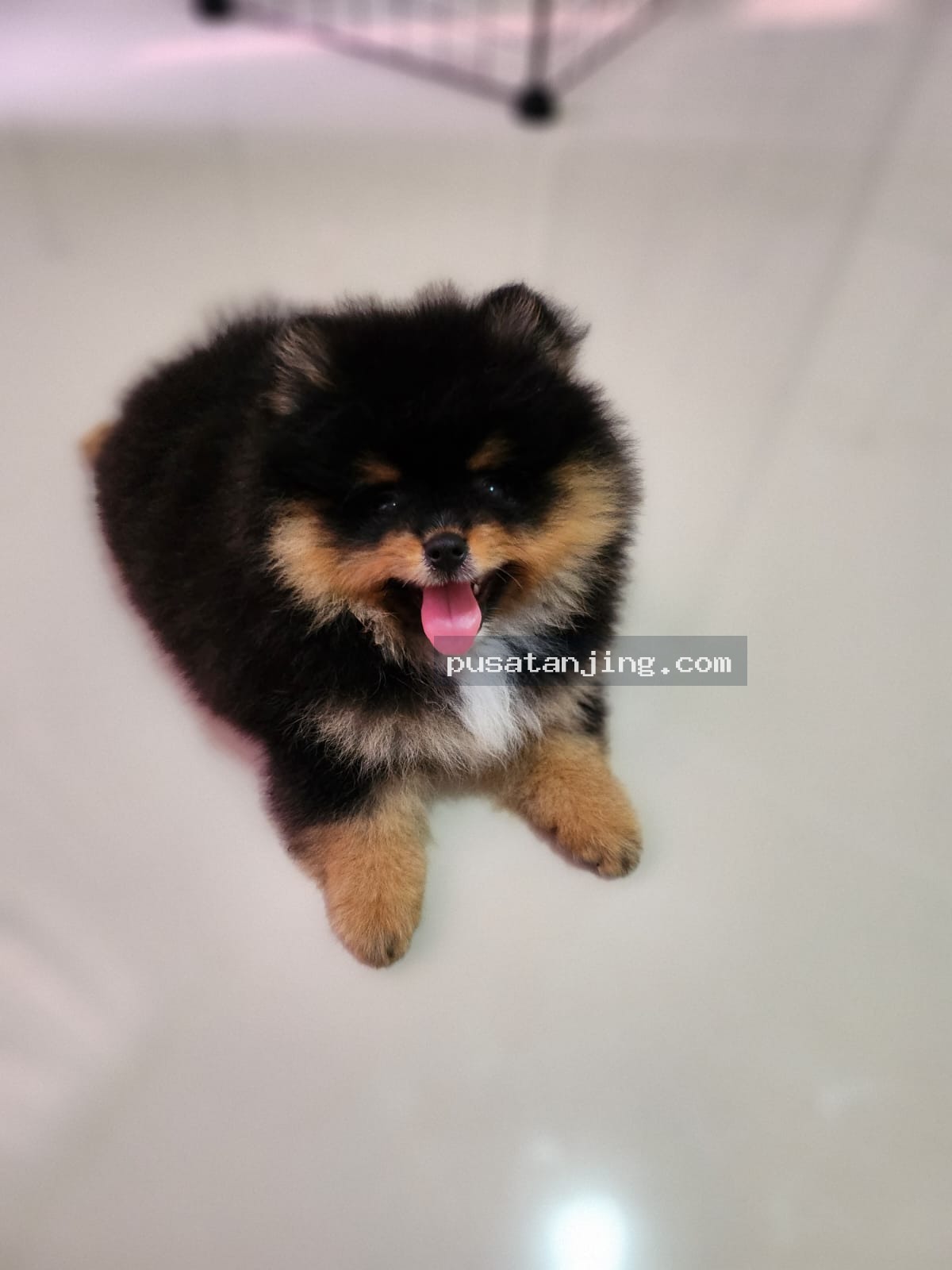 Jual Superminipom Rare Male