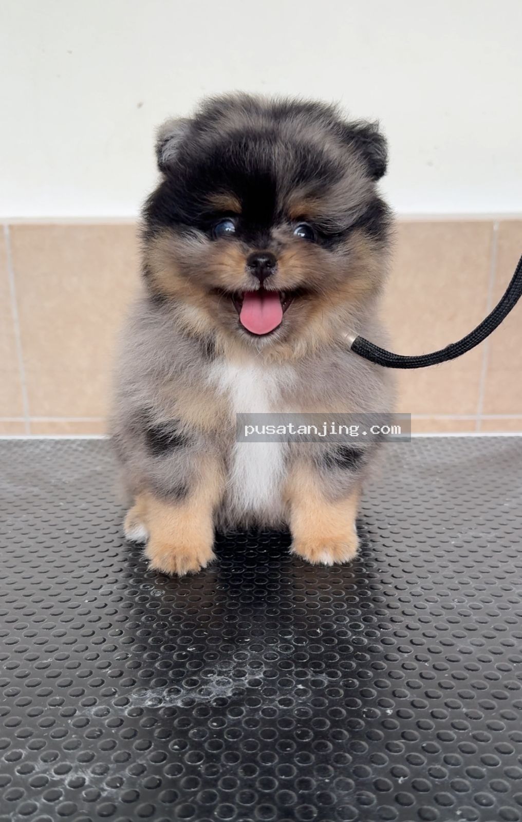 Jual Superminipom Rare Female