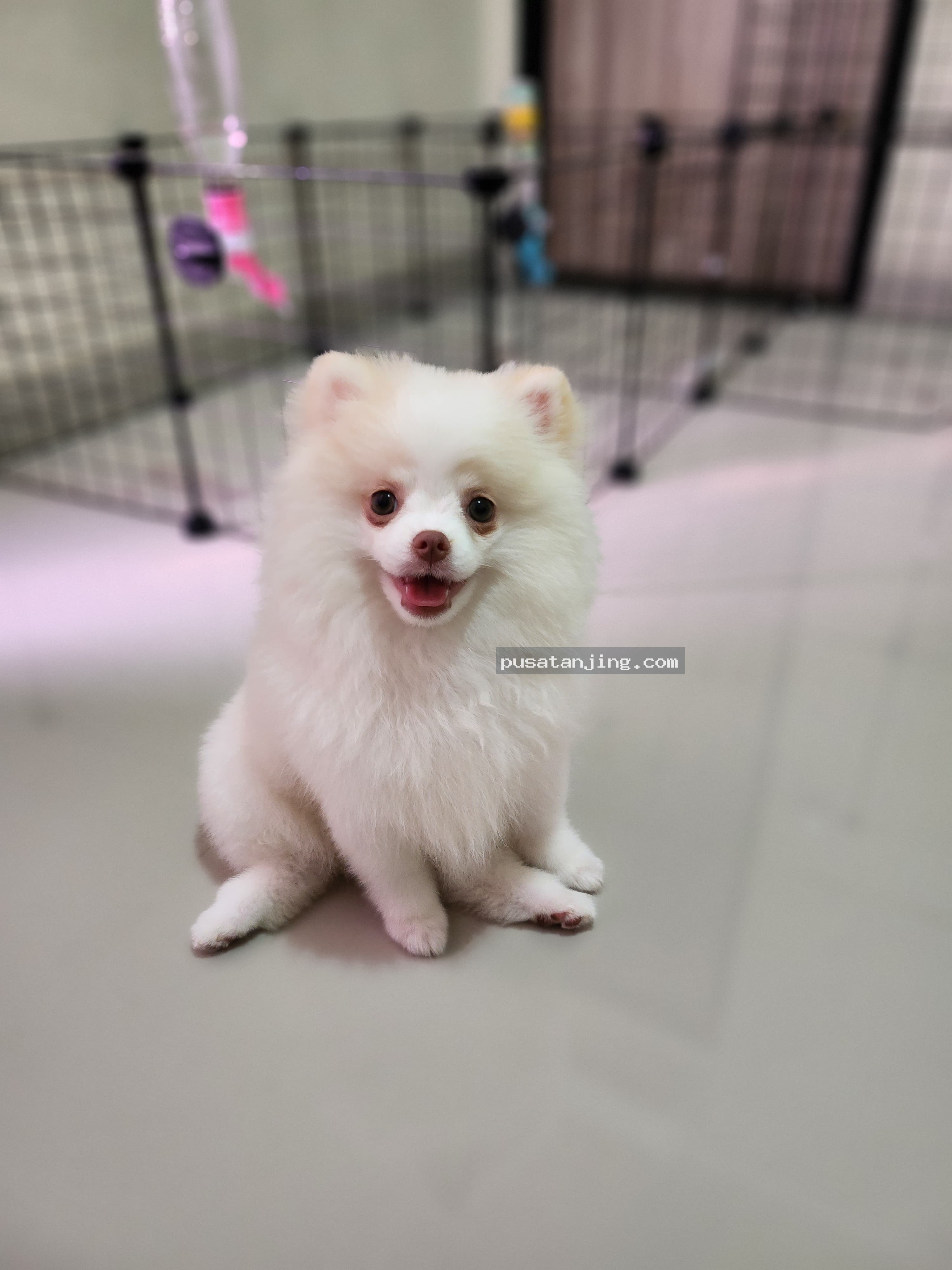 Jual Superminipom Female