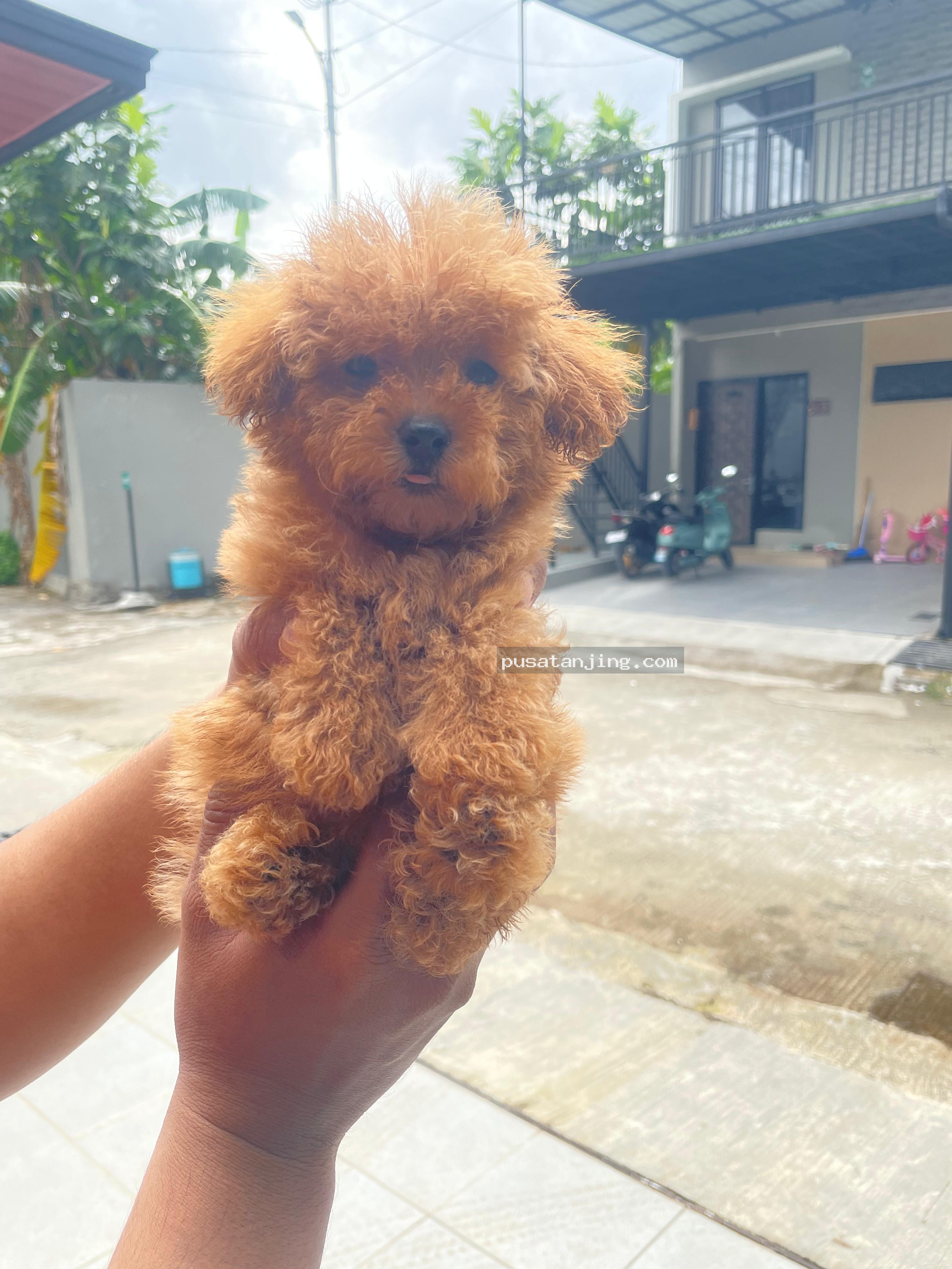 Poodle Toy Betina 2 bulan