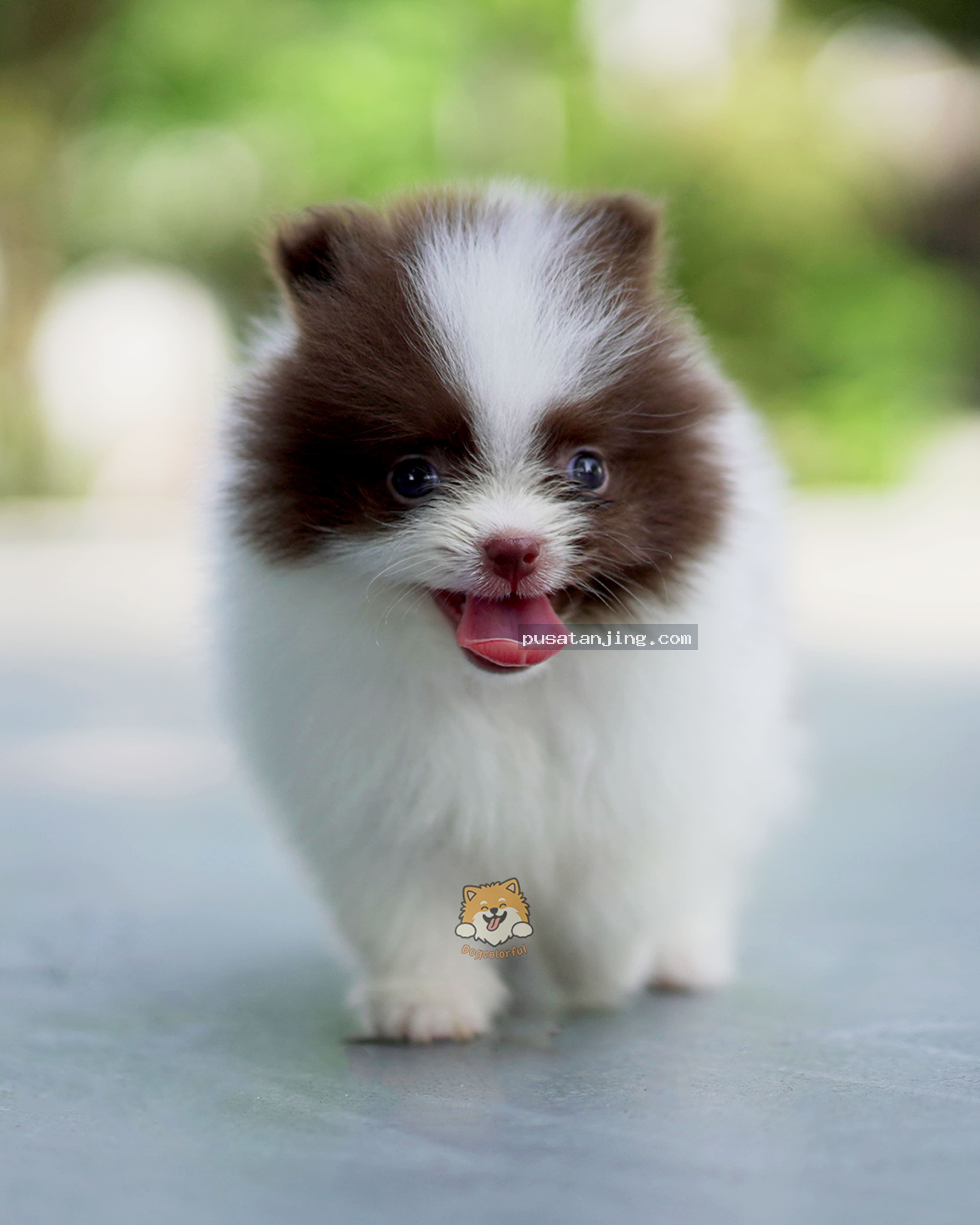 Pomeranian Party Choco 2 bulan