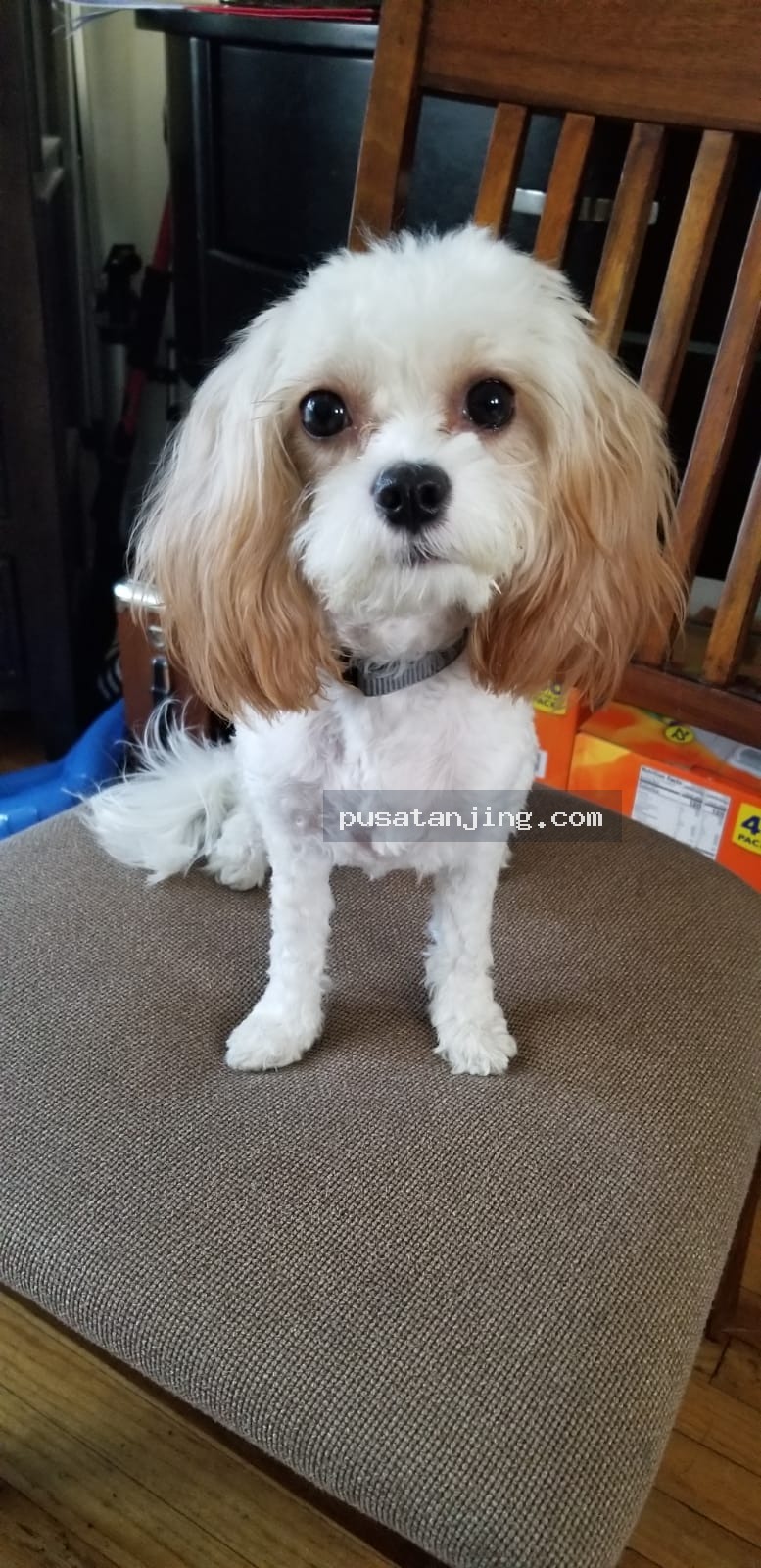 DIJUAL Cocker Spaniel Betina