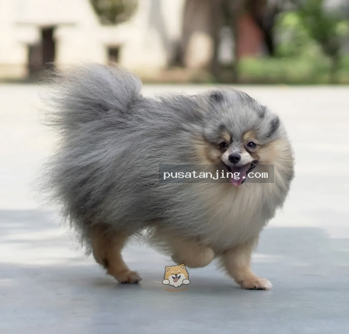 Pejantan Mini Pomeranian Merle Tan