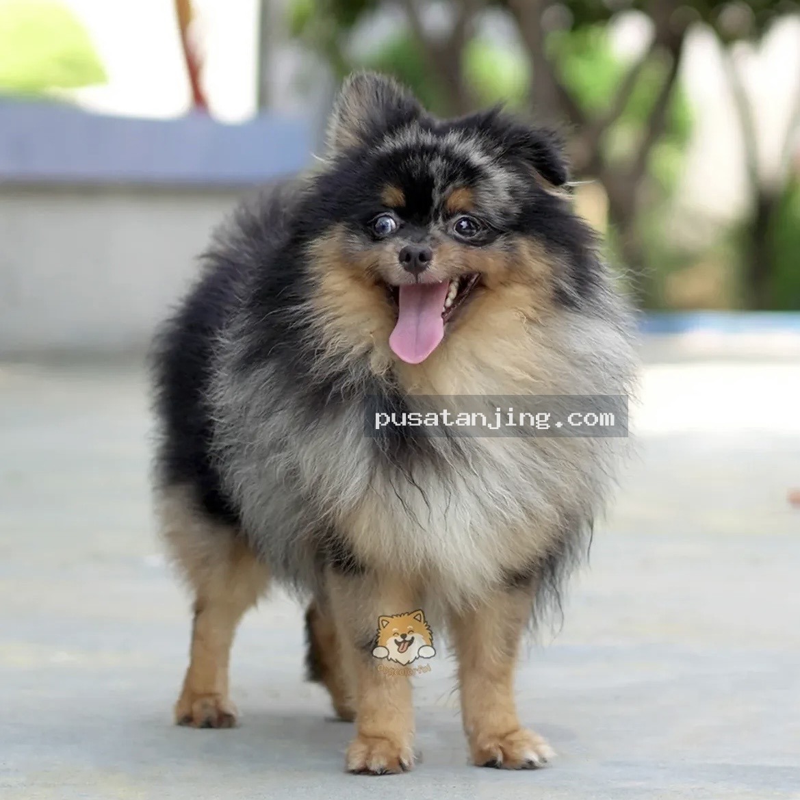 Pejantan Tricolor Merle Tan