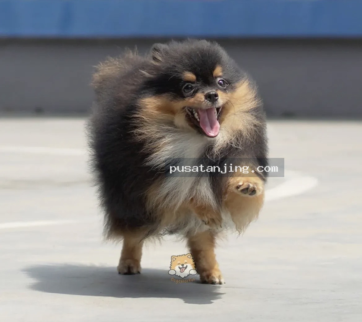 Pejantan Mini Pomeranian Black and Tan