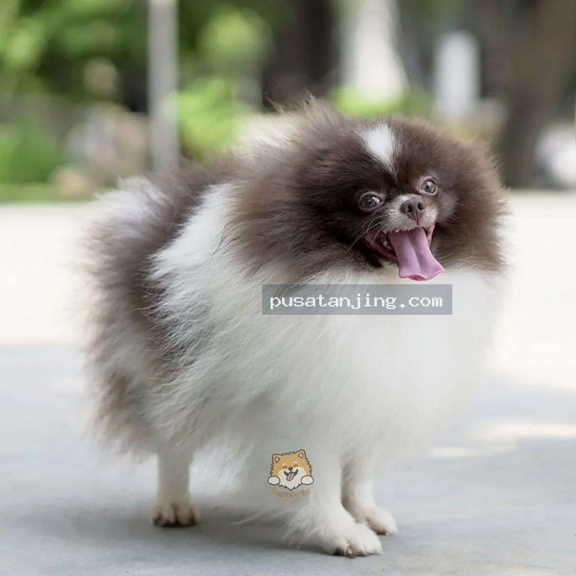 Pejantan Mini Pomeranian Party Chocolate