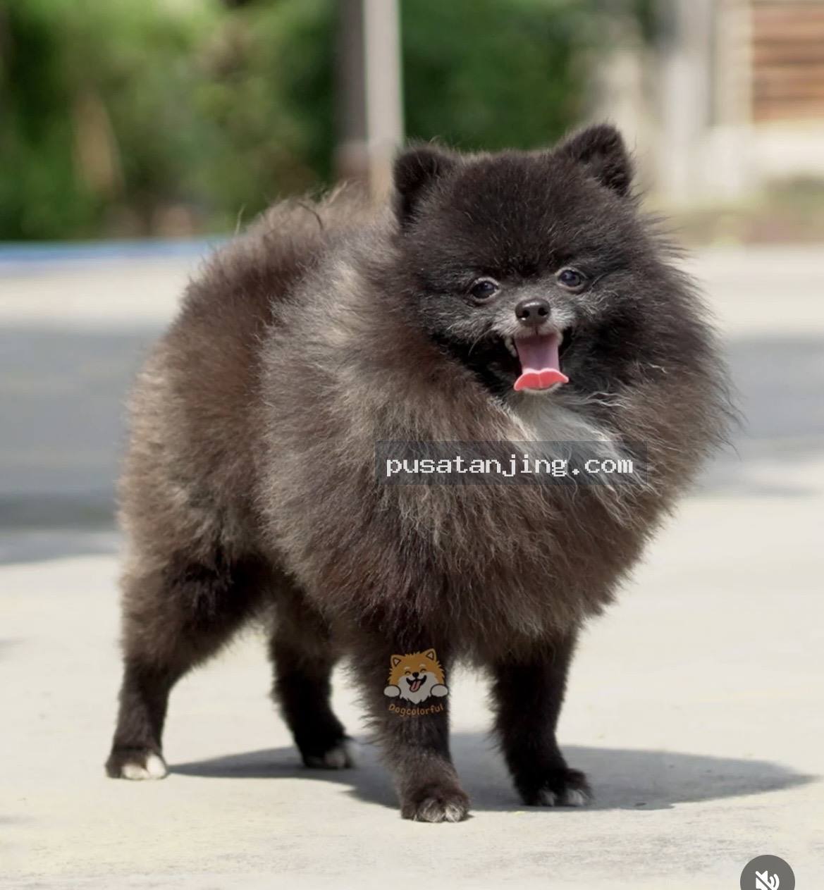 Pejantan Mini Pomeranian Blue Merle