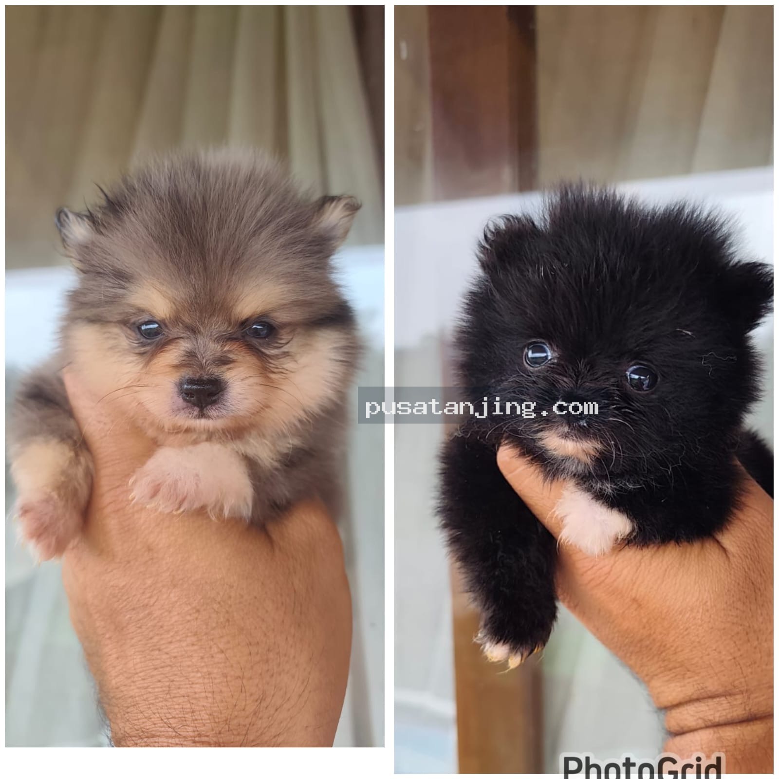 Jual superminipom 2 bulan merle tan n black