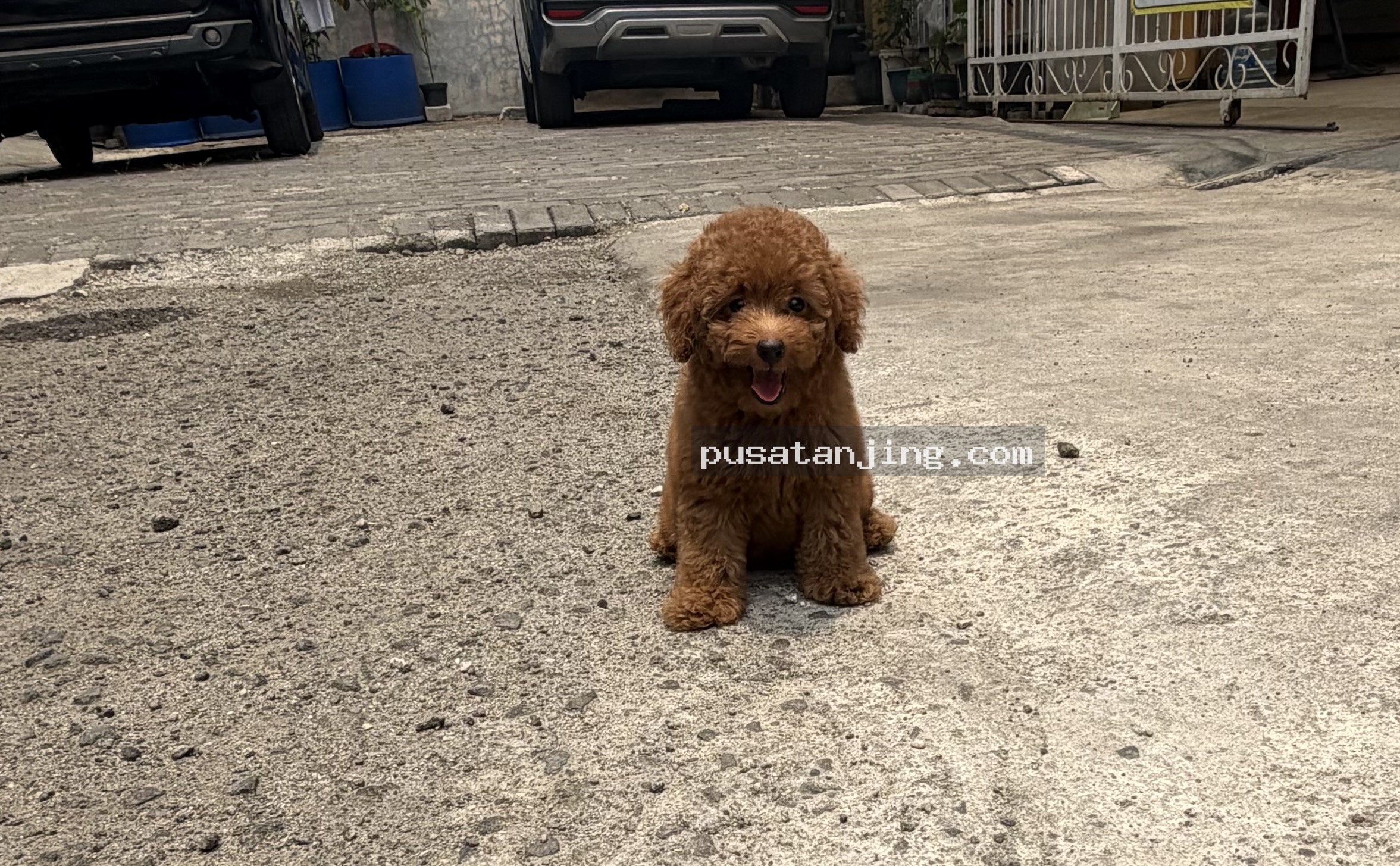 Jual tiny ted poodle 2 bulan jantan