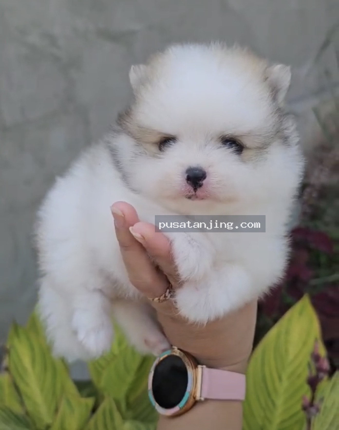 Jual superminipom jantan 2 bulan