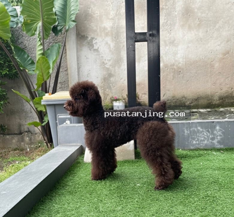 Pejantan Poodle
