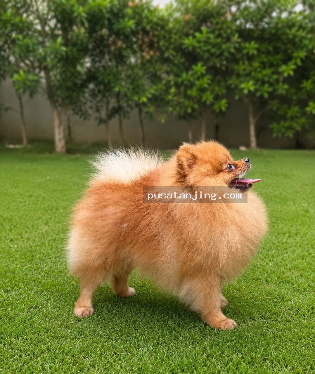 Sedia pejantan pom orange