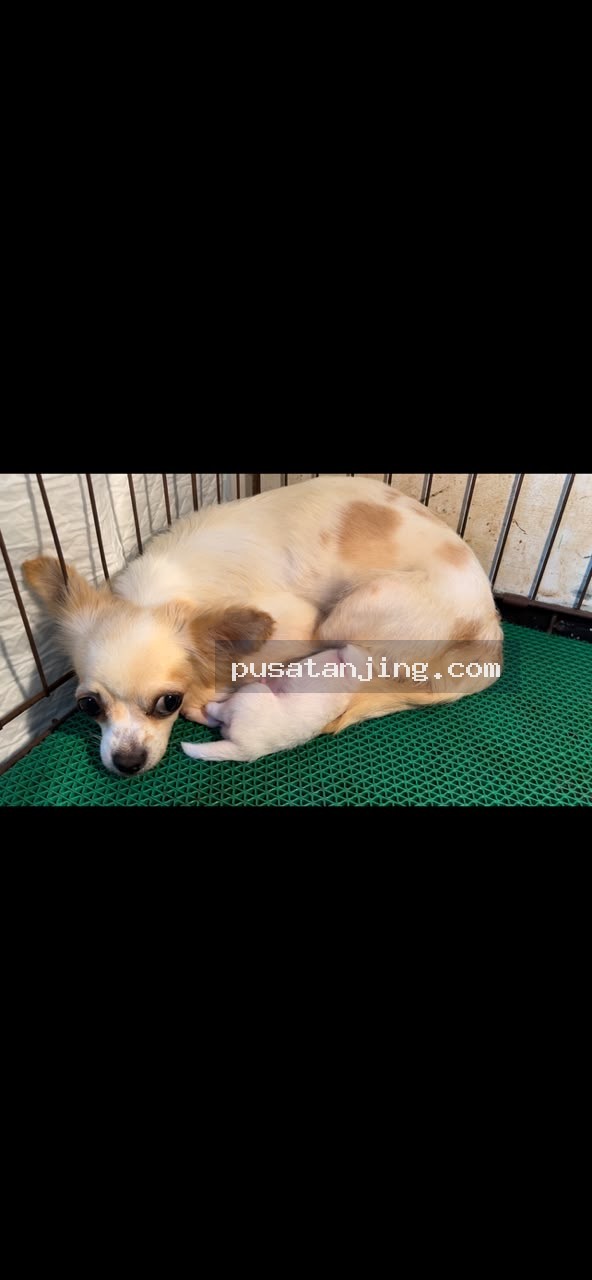 Terima penitipan anjing