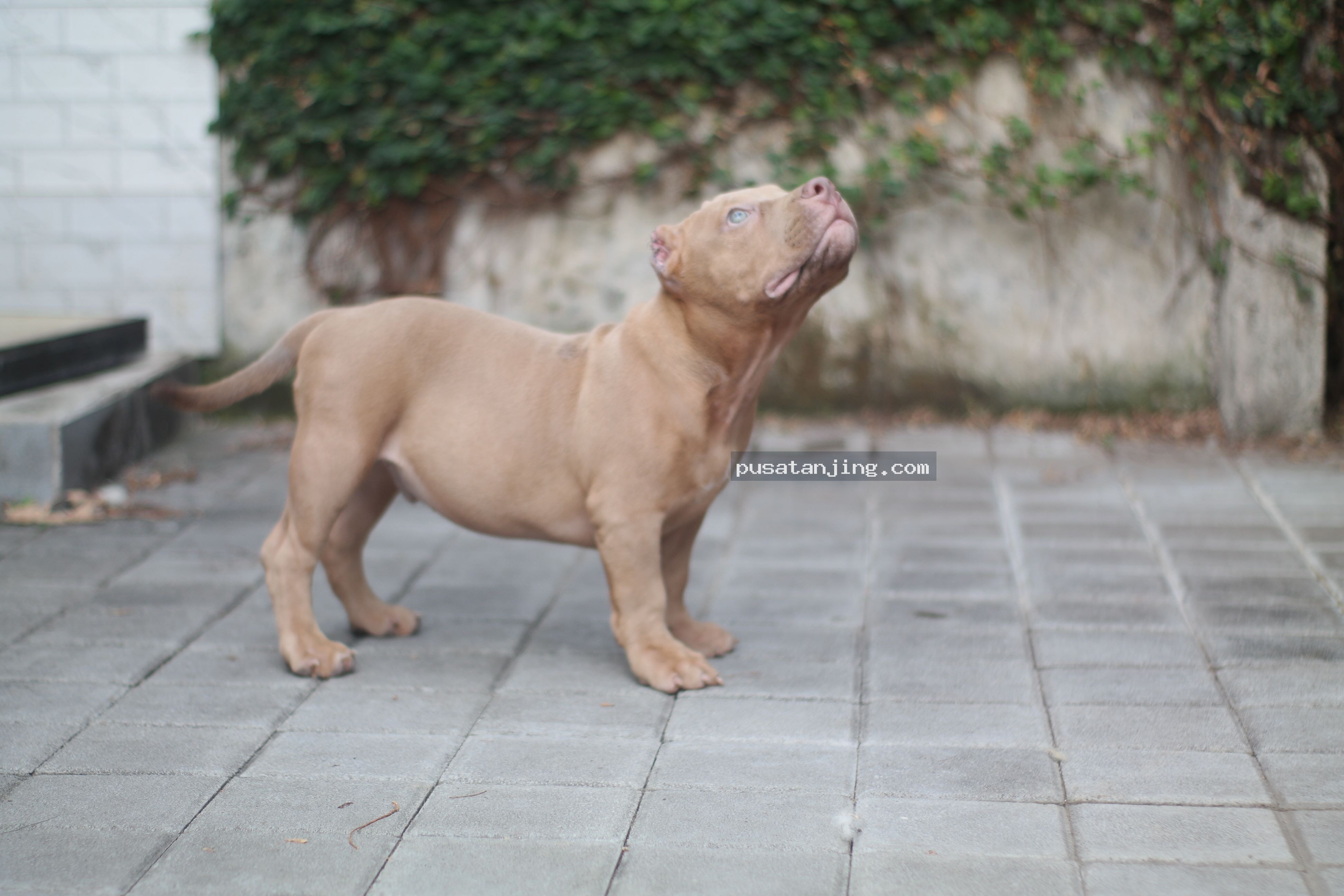 Bully betina 3 bln stb on process
